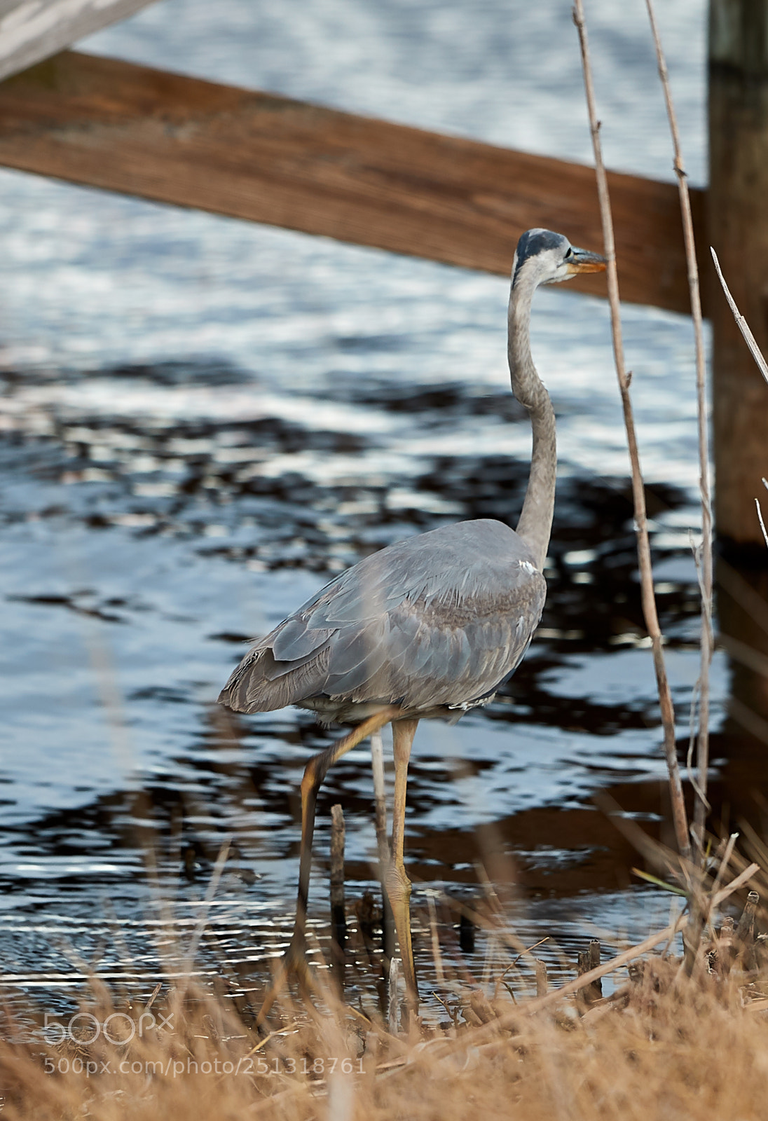 Canon EOS-1D X Mark II sample photo. 03-29-18-0009967.jpg photography