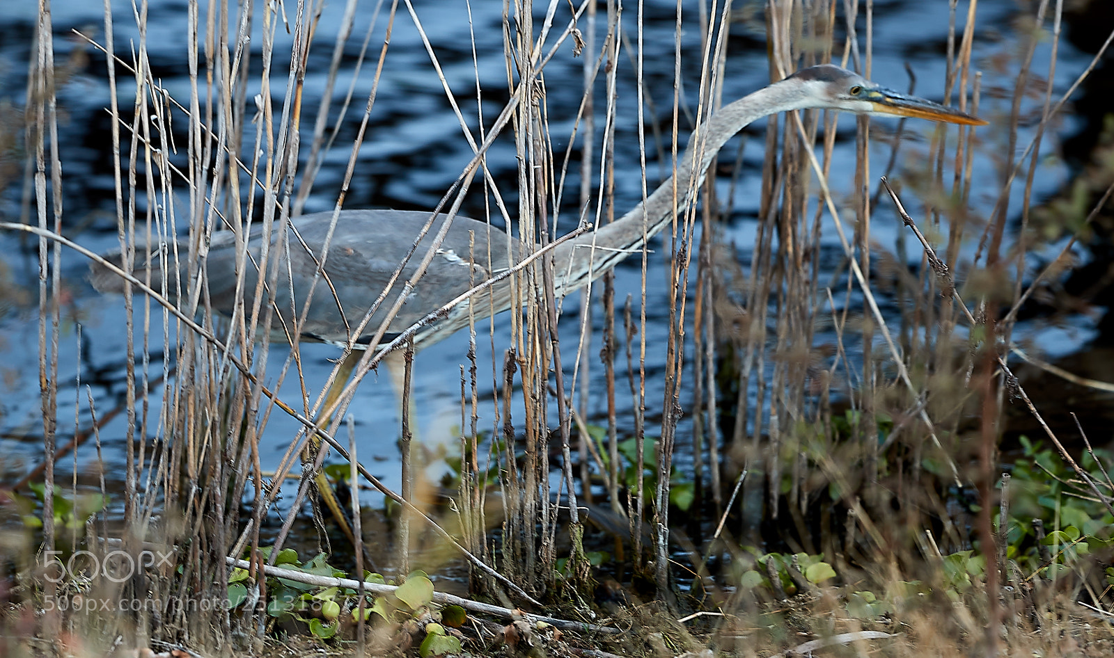 Canon EOS-1D X Mark II sample photo. 03-29-18-0009962.jpg photography