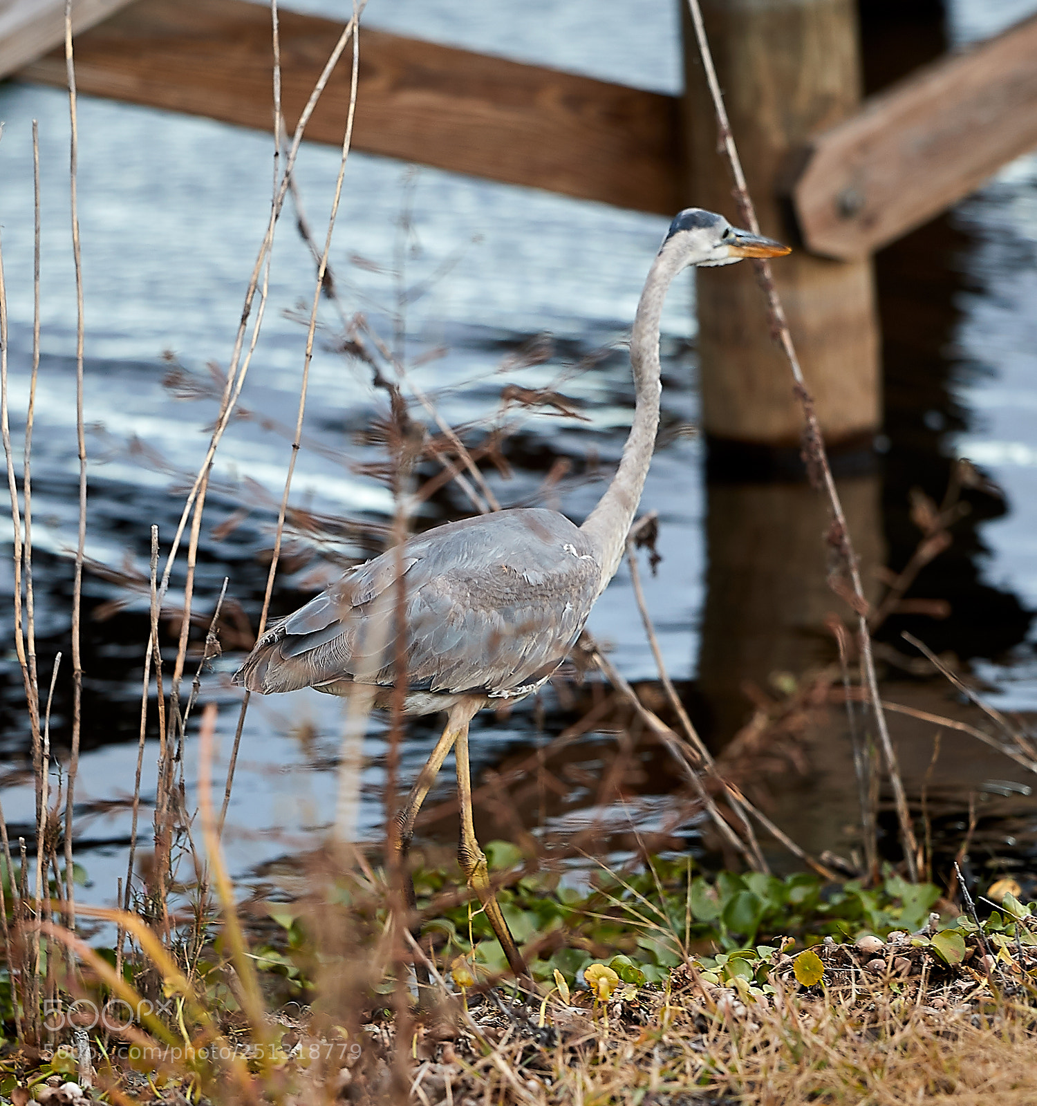 Canon EOS-1D X Mark II sample photo. 03-29-18-0009955.jpg photography