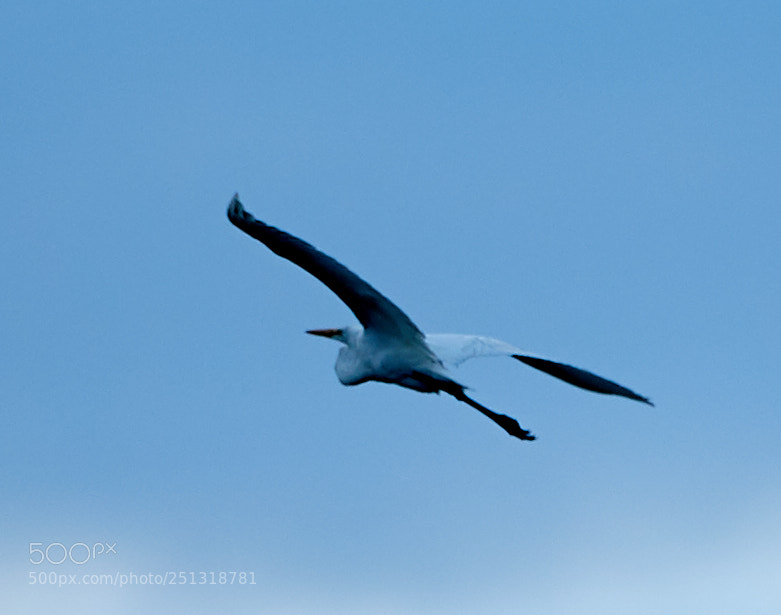 Canon EOS-1D X Mark II sample photo. 03-29-18-0009949.jpg photography