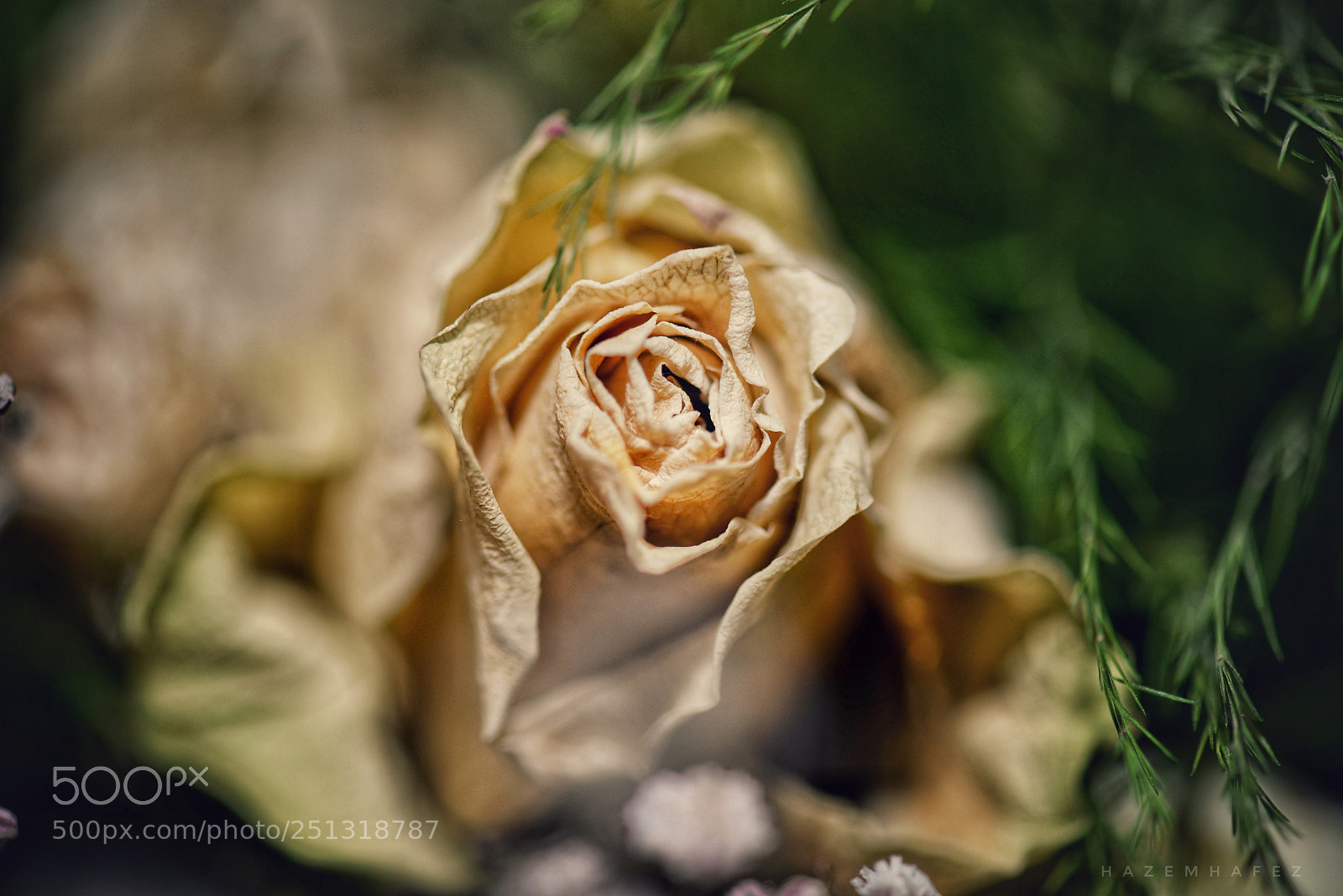Nikon D610 sample photo. Aging .. photography