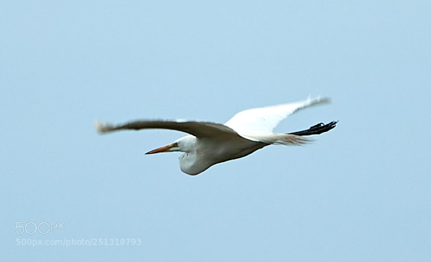 Canon EOS-1D X Mark II sample photo. 03-29-18-0009948.jpg photography