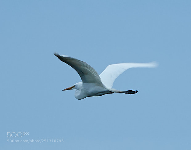 Canon EOS-1D X Mark II sample photo. 03-29-18-0009947.jpg photography