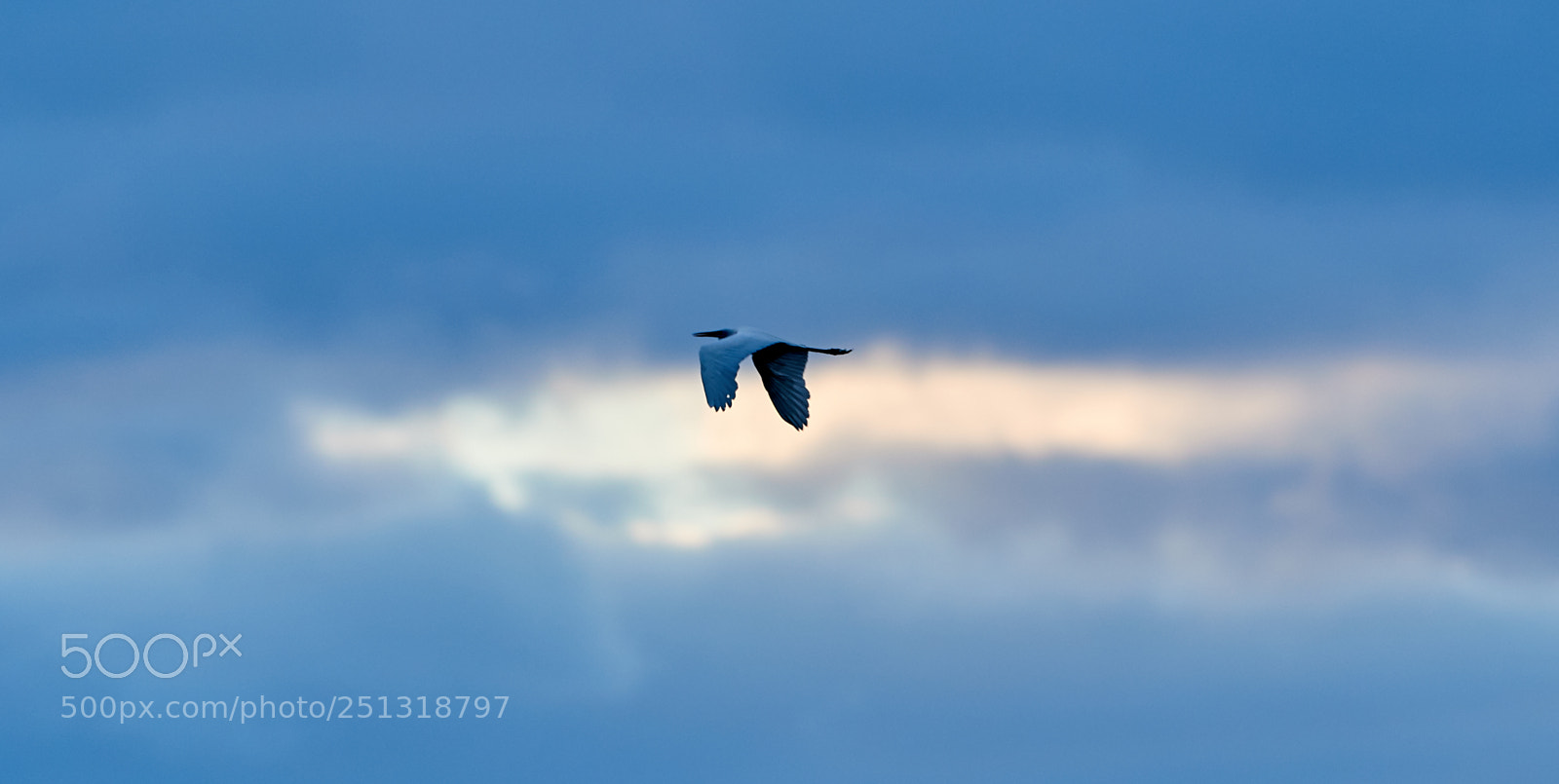 Canon EOS-1D X Mark II sample photo. 03-29-18-0009946.jpg photography