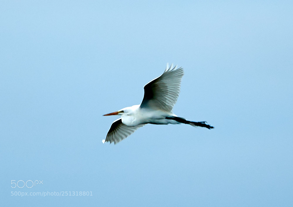 Canon EOS-1D X Mark II sample photo. 03-29-18-0009945.jpg photography