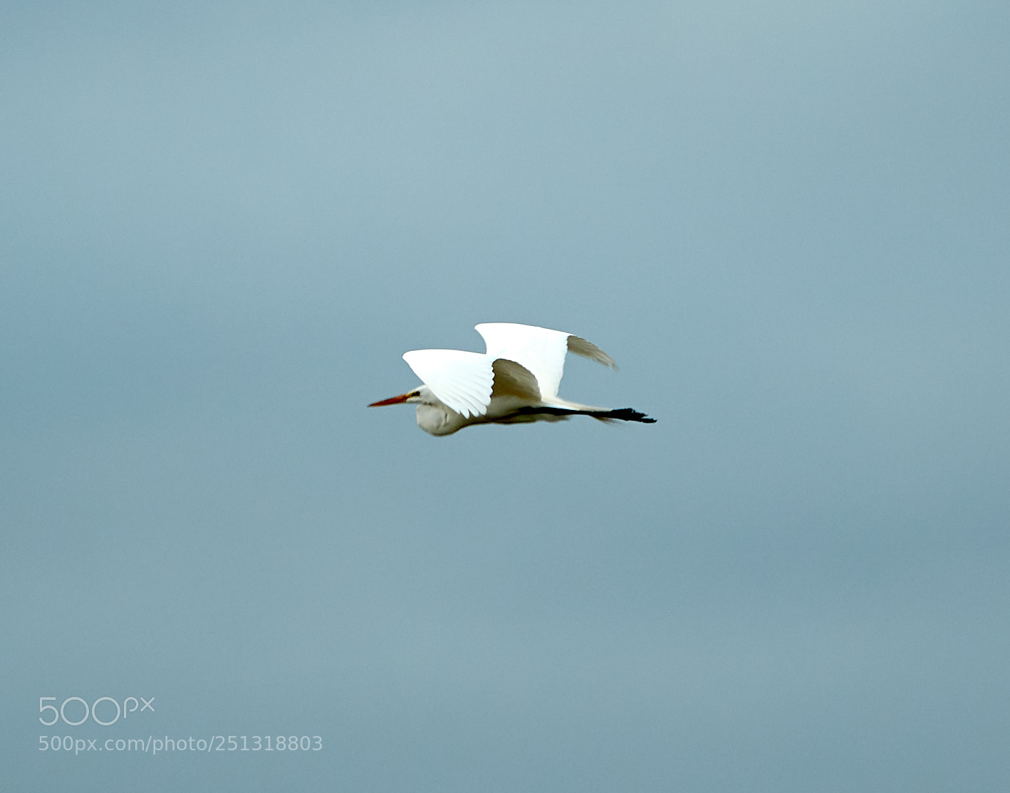 Canon EOS-1D X Mark II sample photo. 03-29-18-0009943.jpg photography