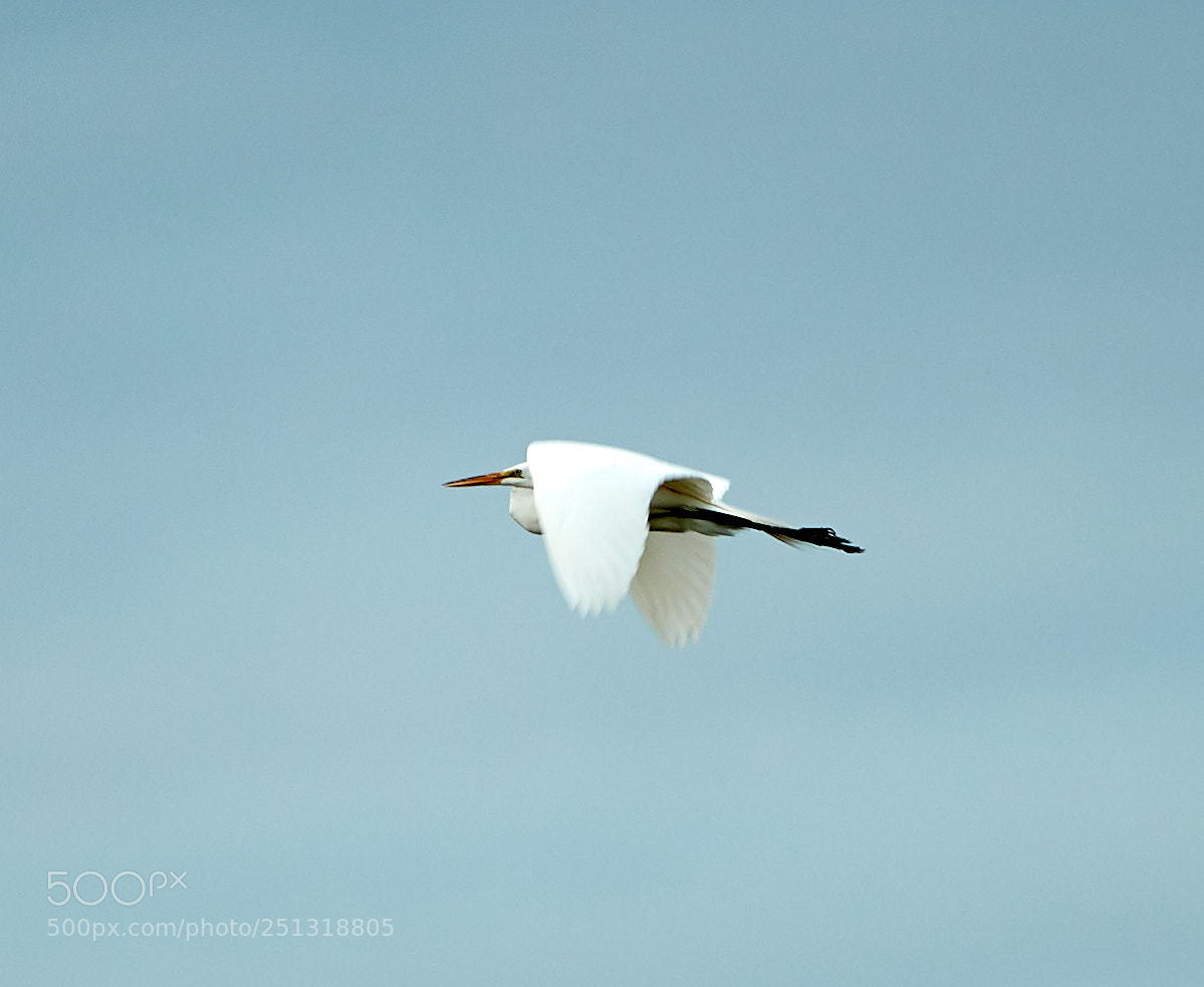 Canon EOS-1D X Mark II sample photo. 03-29-18-0009944.jpg photography
