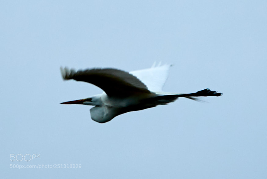 Canon EOS-1D X Mark II sample photo. 03-29-18-0009941.jpg photography