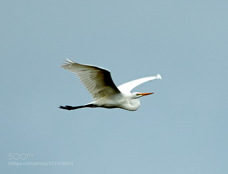 Canon EOS-1D X Mark II sample photo. 03-29-18-0009938.jpg photography