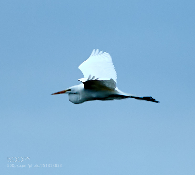 Canon EOS-1D X Mark II sample photo. 03-29-18-0009942.jpg photography