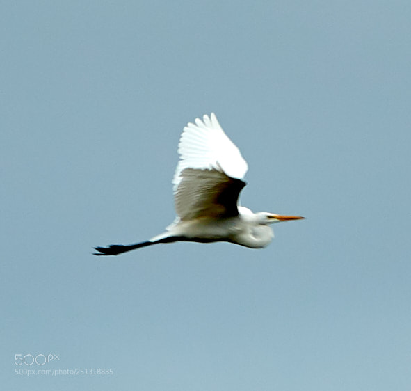 Canon EOS-1D X Mark II sample photo. 03-29-18-0009936.jpg photography