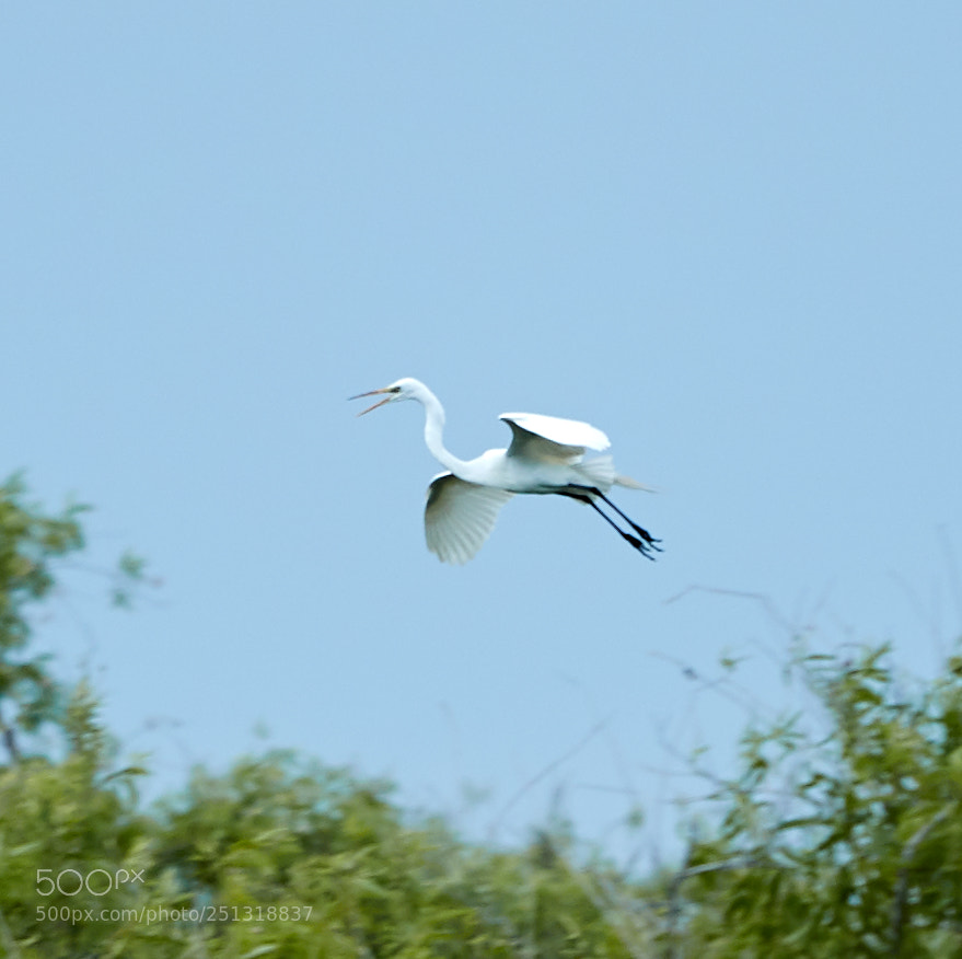 Canon EOS-1D X Mark II sample photo. 03-29-18-0009935.jpg photography
