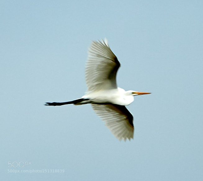 Canon EOS-1D X Mark II sample photo. 03-29-18-0009937.jpg photography