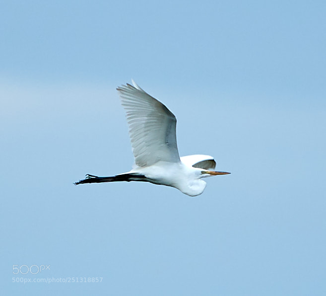 Canon EOS-1D X Mark II sample photo. 03-29-18-0009933.jpg photography