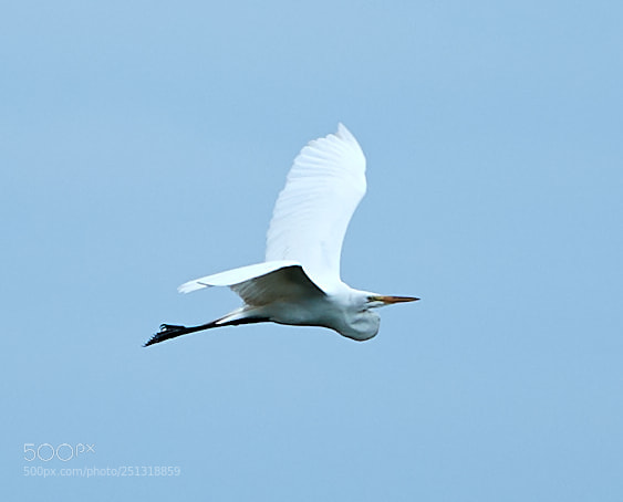 Canon EOS-1D X Mark II sample photo. 03-29-18-0009931.jpg photography