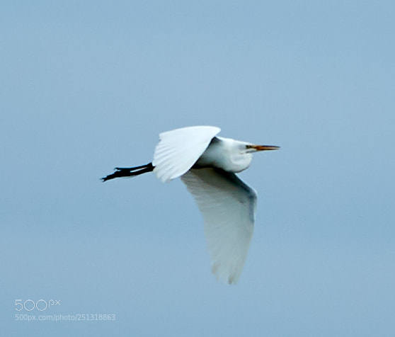 Canon EOS-1D X Mark II sample photo. 03-29-18-0009930.jpg photography