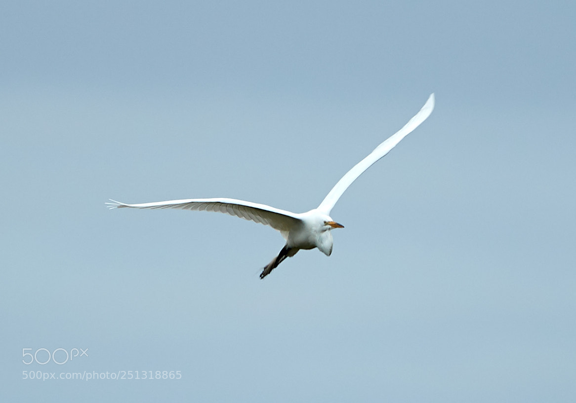 Canon EOS-1D X Mark II sample photo. 03-29-18-0009928.jpg photography