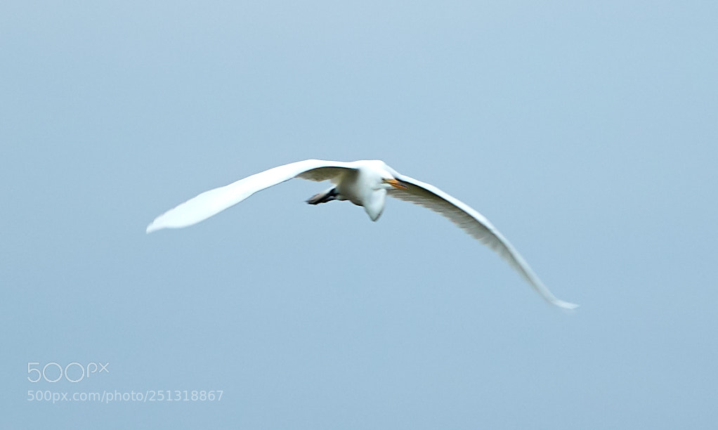 Canon EOS-1D X Mark II sample photo. 03-29-18-0009929.jpg photography