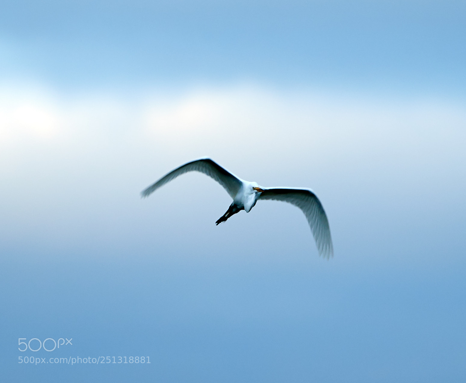 Canon EOS-1D X Mark II sample photo. 03-29-18-0009927.jpg photography
