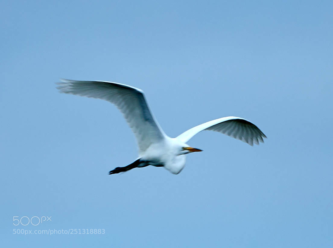 Canon EOS-1D X Mark II sample photo. 03-29-18-0009926.jpg photography