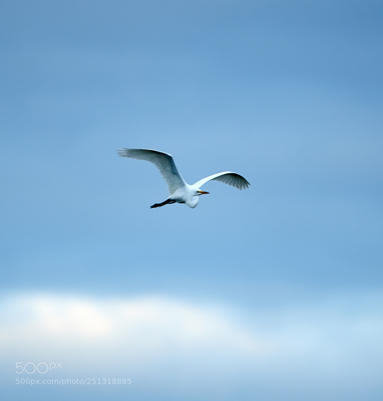 Canon EOS-1D X Mark II sample photo. 03-29-18-0009926 1.jpg photography