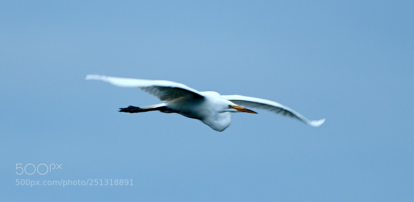 Canon EOS-1D X Mark II sample photo. 03-29-18-0009925.jpg photography