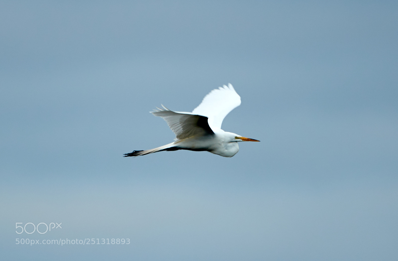 Canon EOS-1D X Mark II sample photo. 03-29-18-0009924.jpg photography