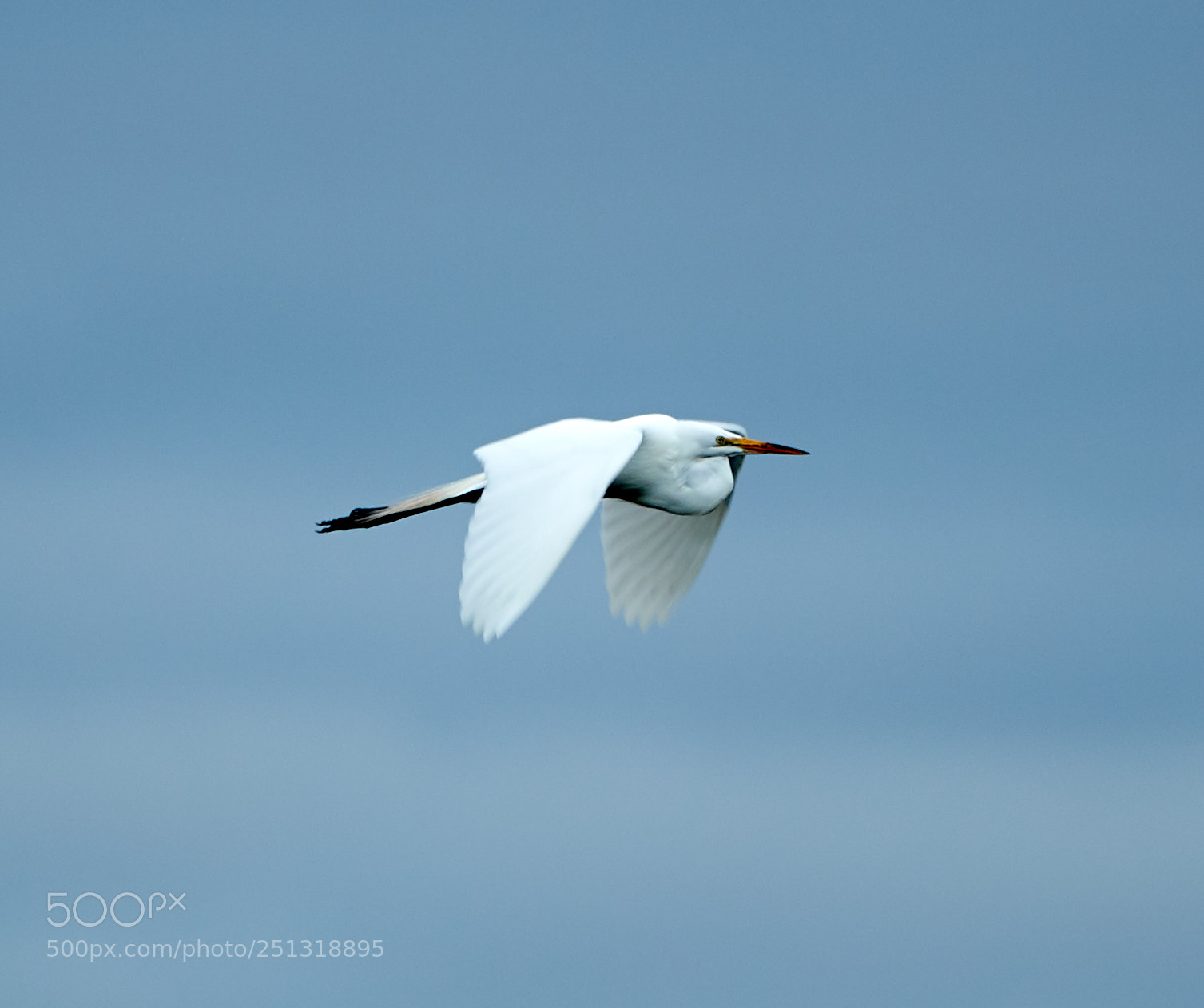 Canon EOS-1D X Mark II sample photo. 03-29-18-0009923.jpg photography