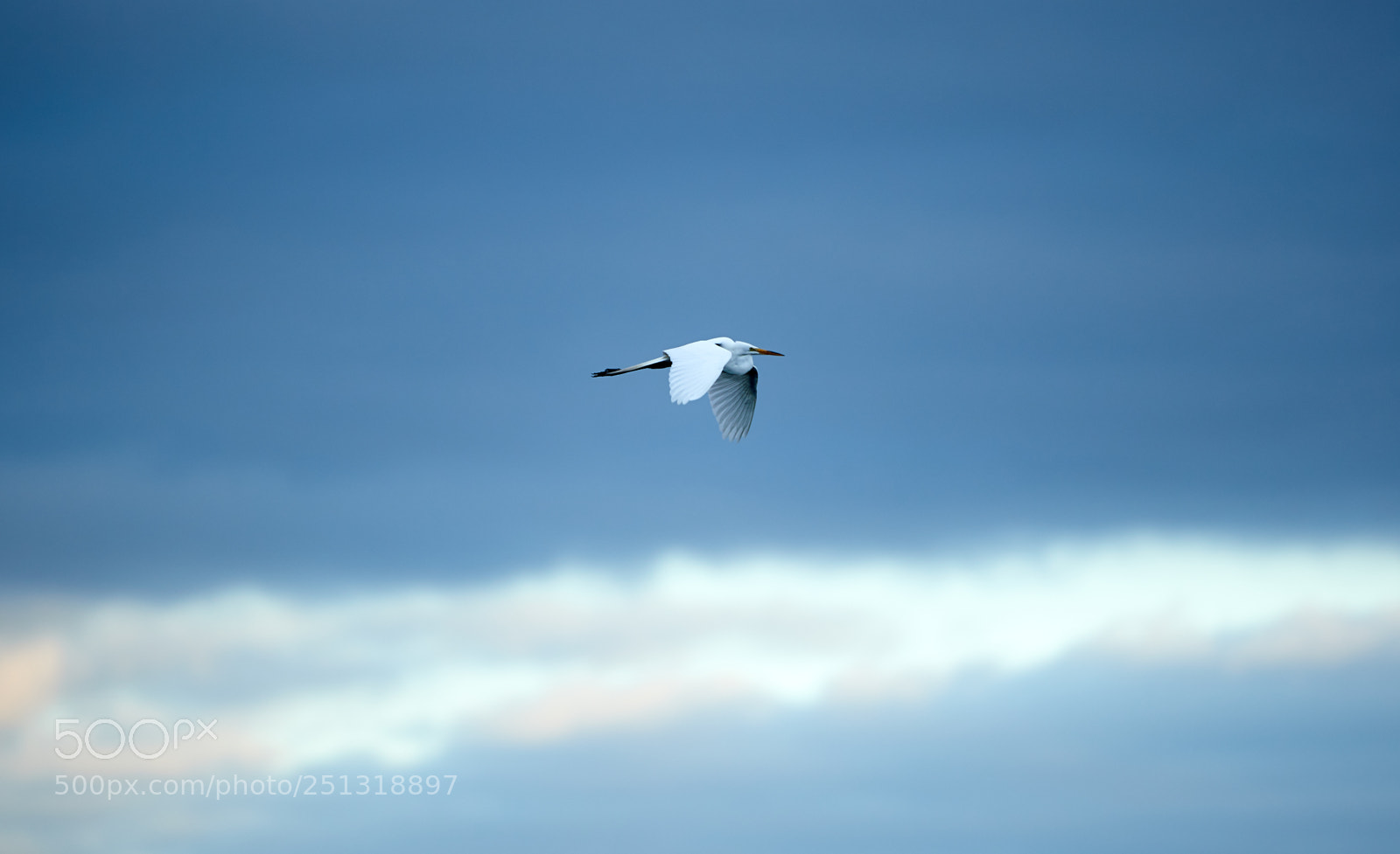 Canon EOS-1D X Mark II sample photo. 03-29-18-0009922 1.jpg photography