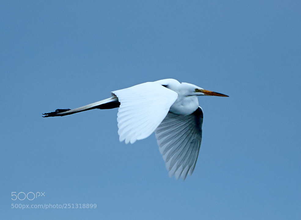 Canon EOS-1D X Mark II sample photo. 03-29-18-0009922.jpg photography
