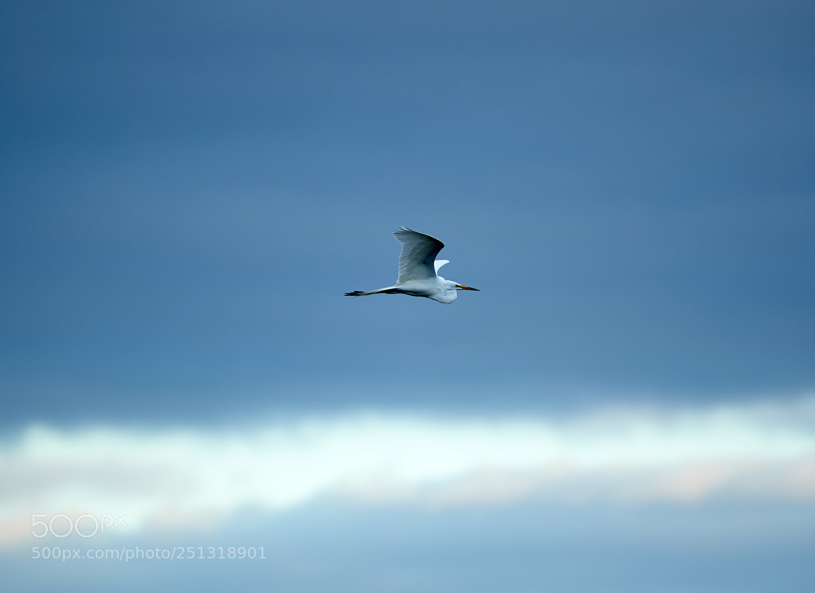 Canon EOS-1D X Mark II sample photo. 03-29-18-0009921 1.jpg photography