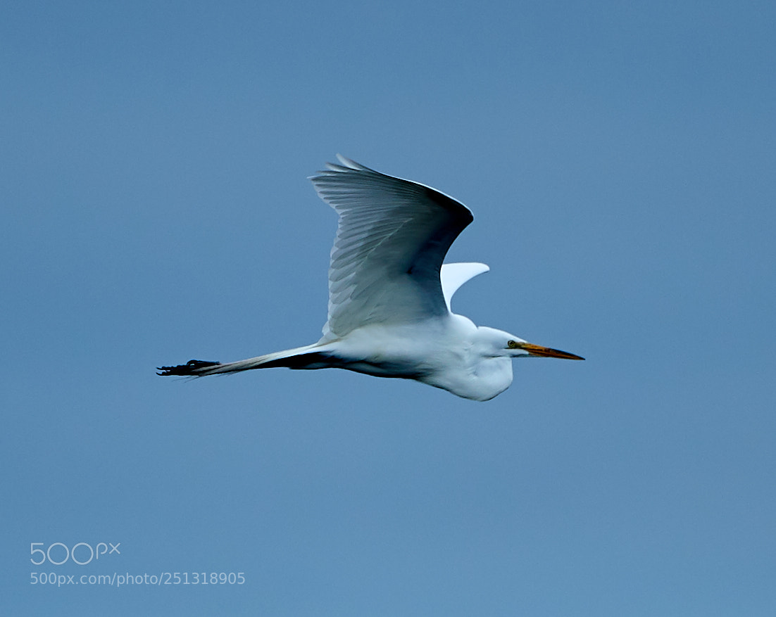 Canon EOS-1D X Mark II sample photo. 03-29-18-0009921.jpg photography