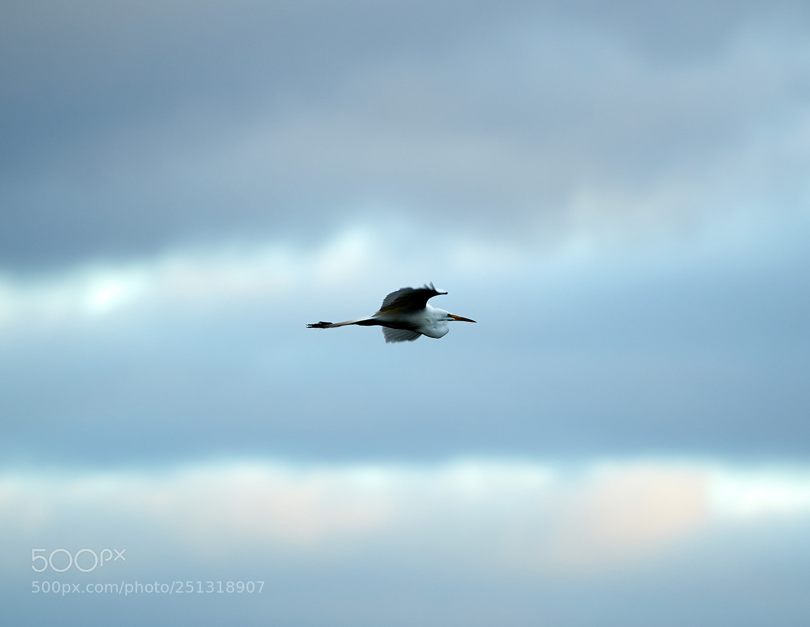 Canon EOS-1D X Mark II sample photo. 03-29-18-0009920.jpg photography