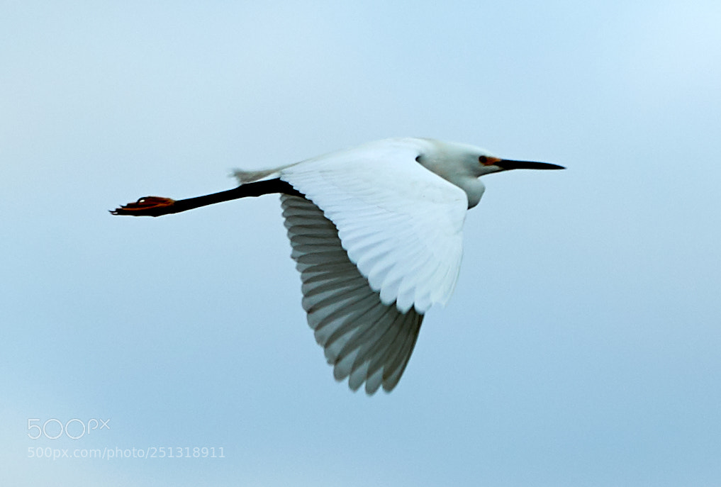 Canon EOS-1D X Mark II sample photo. 03-29-18-0009914.jpg photography