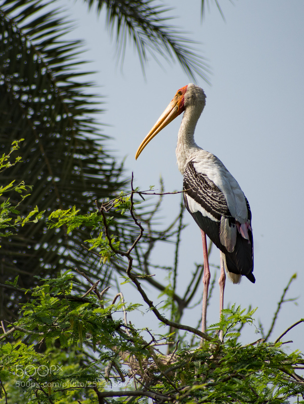 Nikon D7200 sample photo. Tree dwelling pelican photography