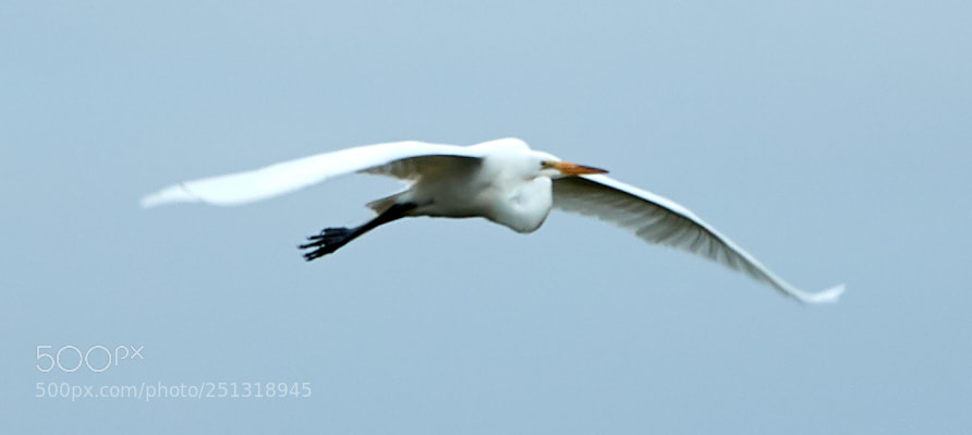 Canon EOS-1D X Mark II sample photo. 03-29-18-0009913.jpg photography