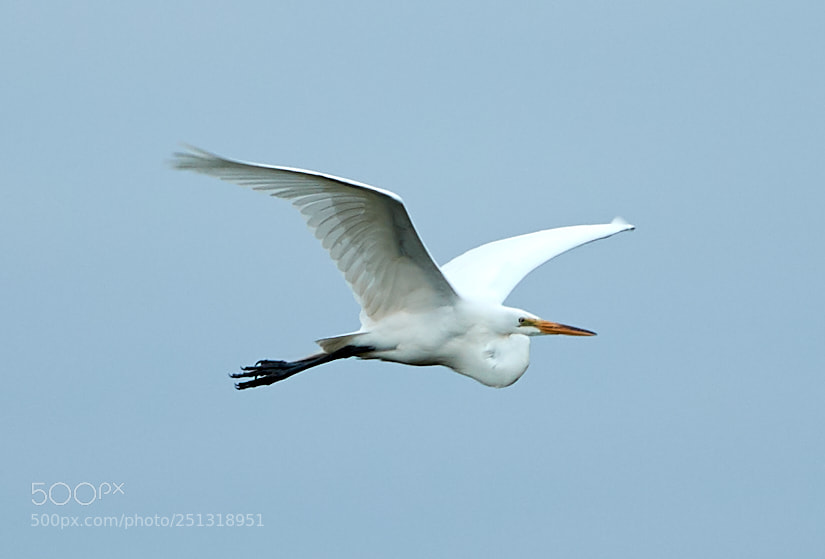 Canon EOS-1D X Mark II sample photo. 03-29-18-0009912.jpg photography