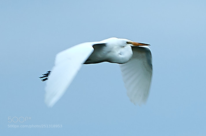 Canon EOS-1D X Mark II sample photo. 03-29-18-0009911.jpg photography
