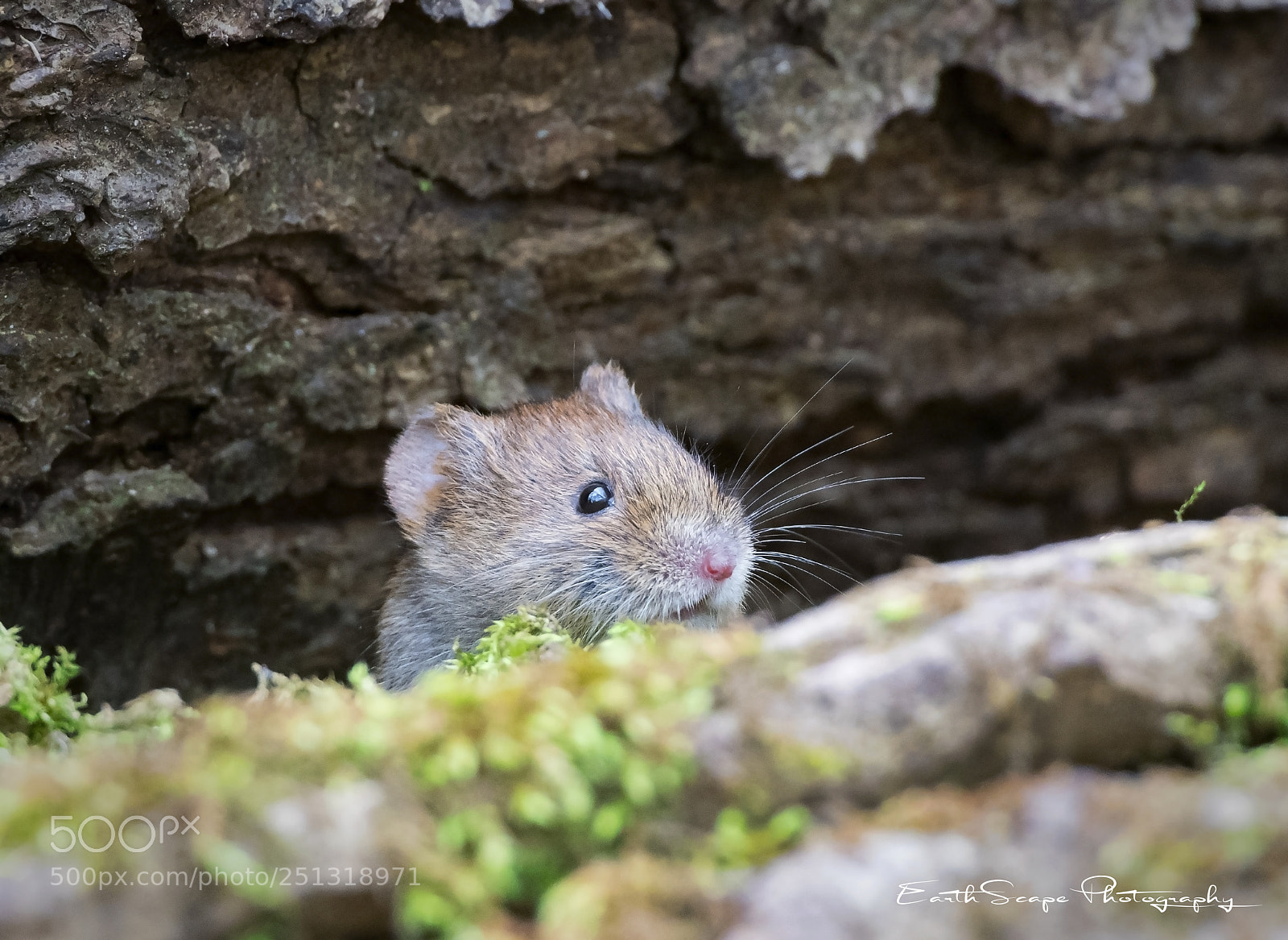 Nikon D500 sample photo. Bank vole. photography