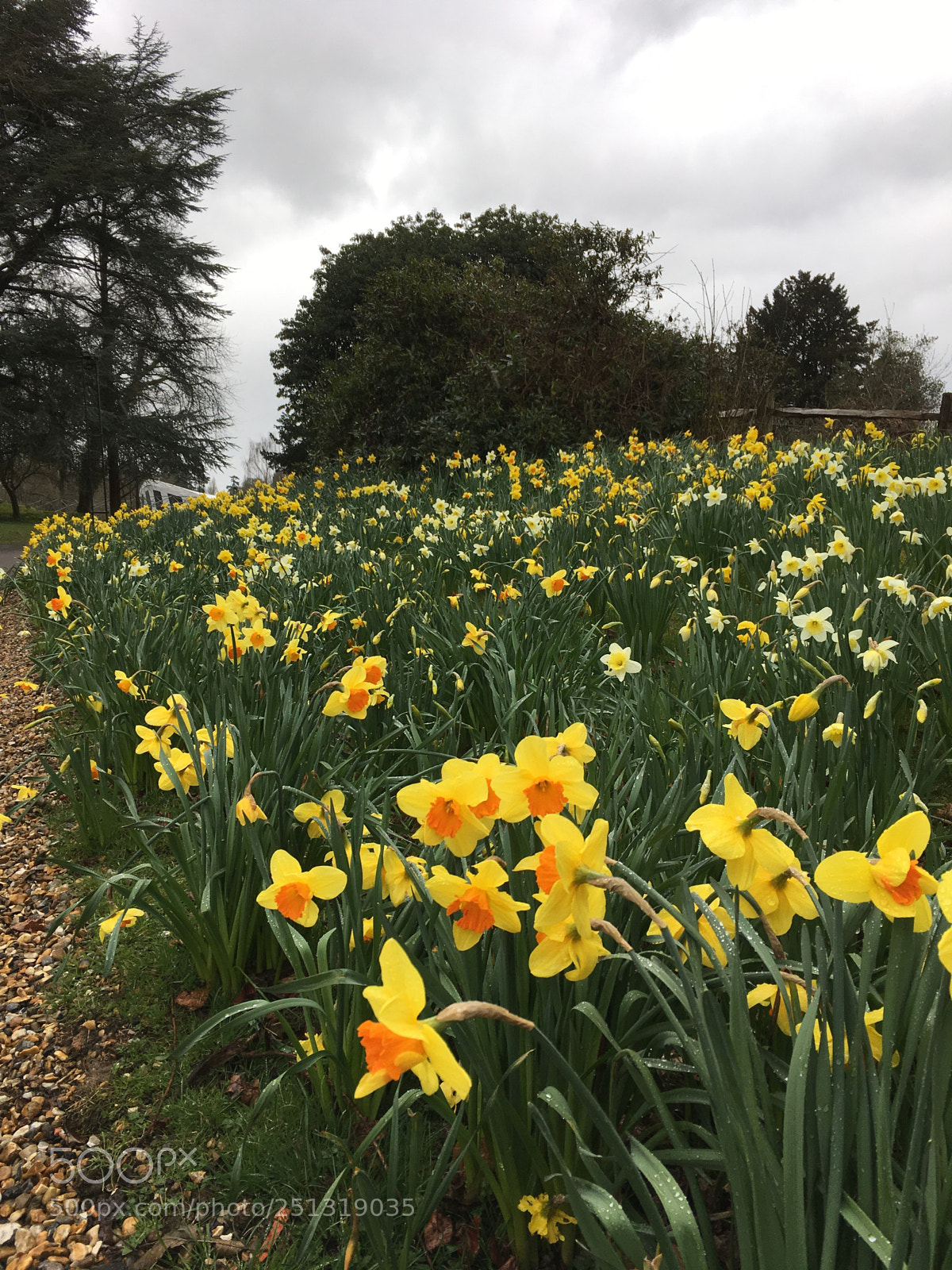 Apple iPhone SE sample photo. Daffodil carpet photography
