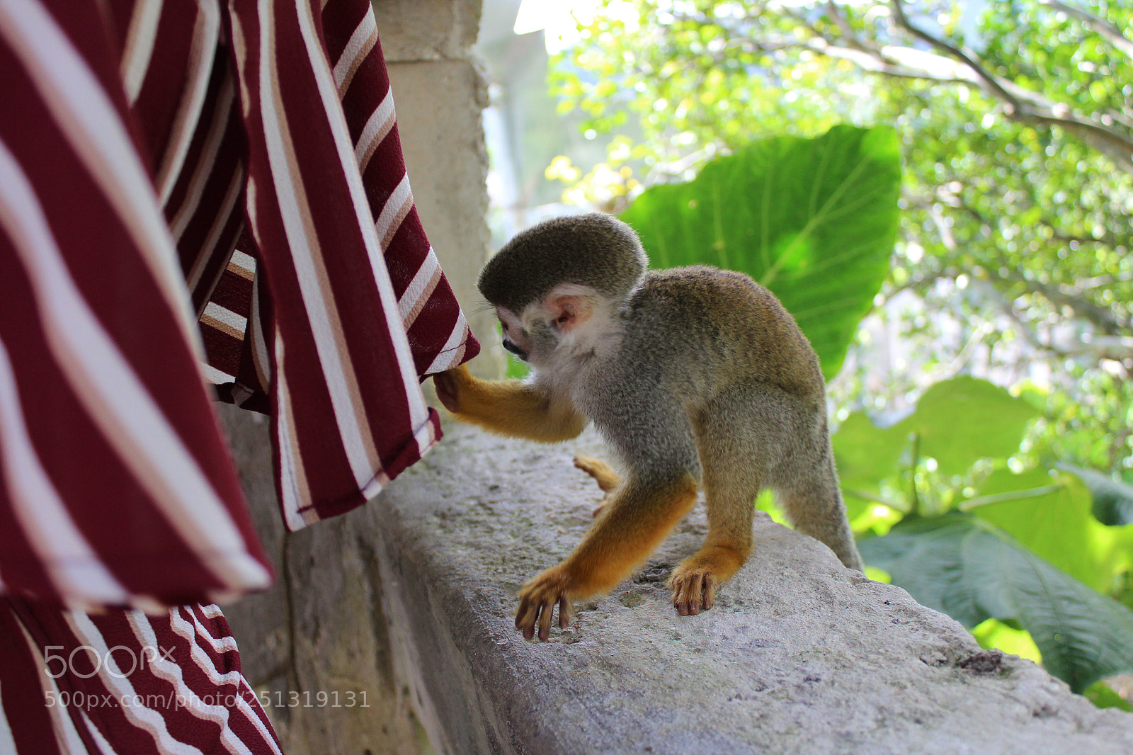 Canon EOS 1300D (EOS Rebel T6 / EOS Kiss X80) sample photo. Monkey playing with clothes photography