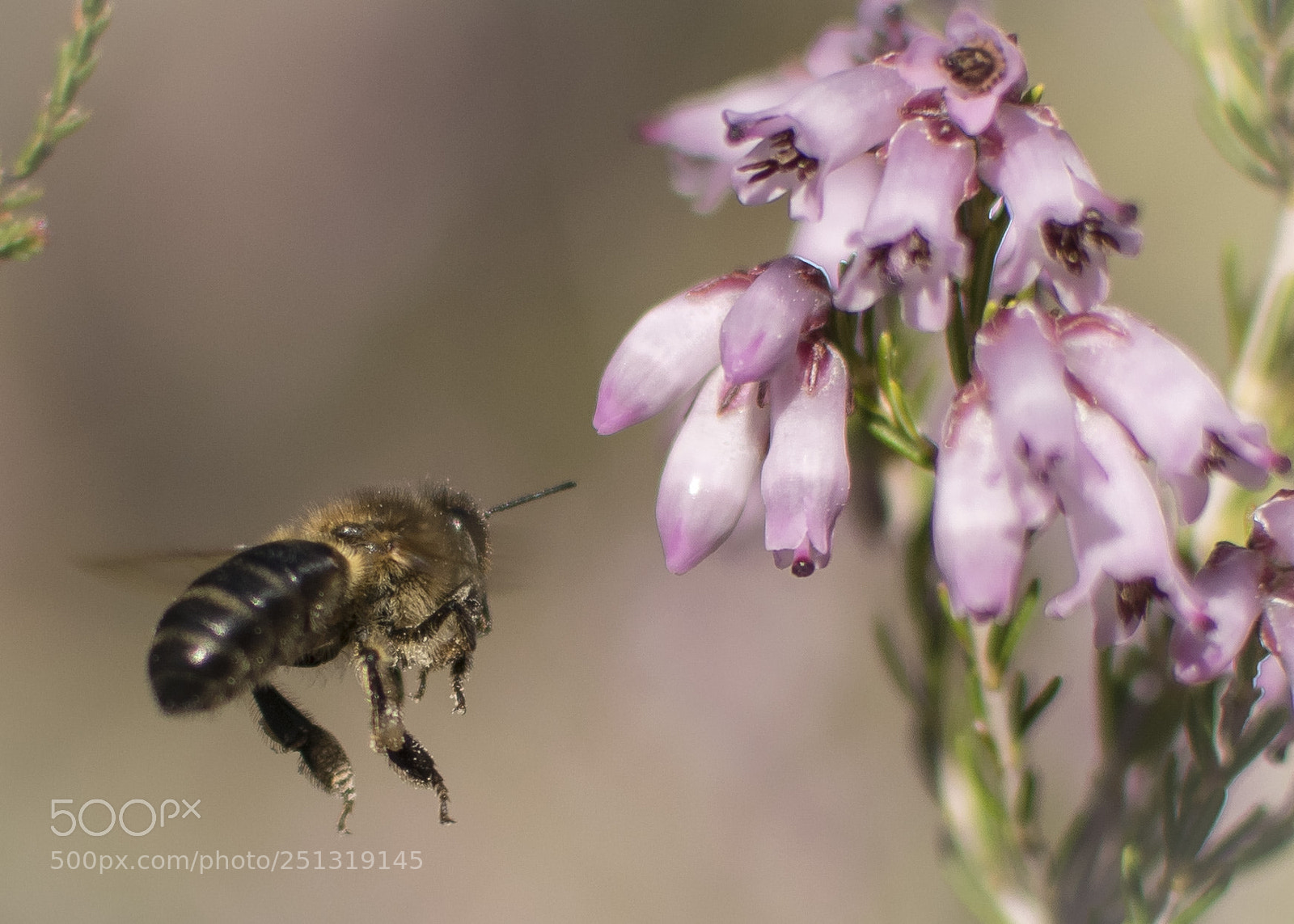 Nikon D5300 sample photo. El irresistible brezo en photography