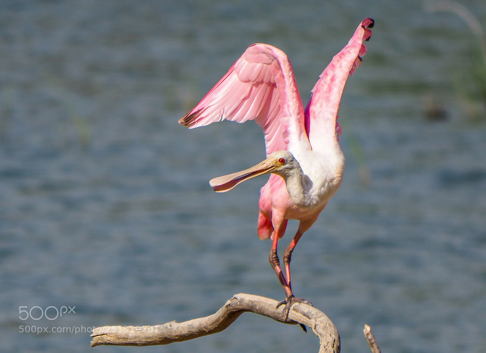 Olympus OM-D E-M1 Mark II sample photo. Roseate spoonbill photography