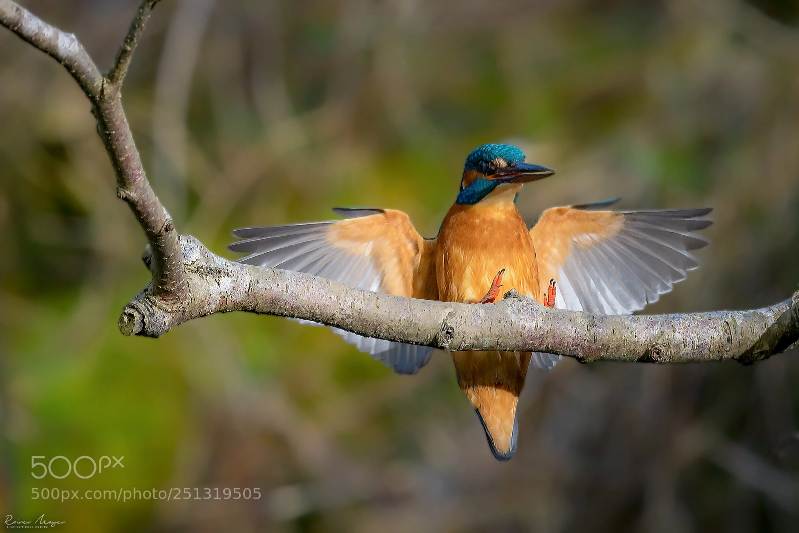 Nikon D500 sample photo. #169 - kingfisher photography