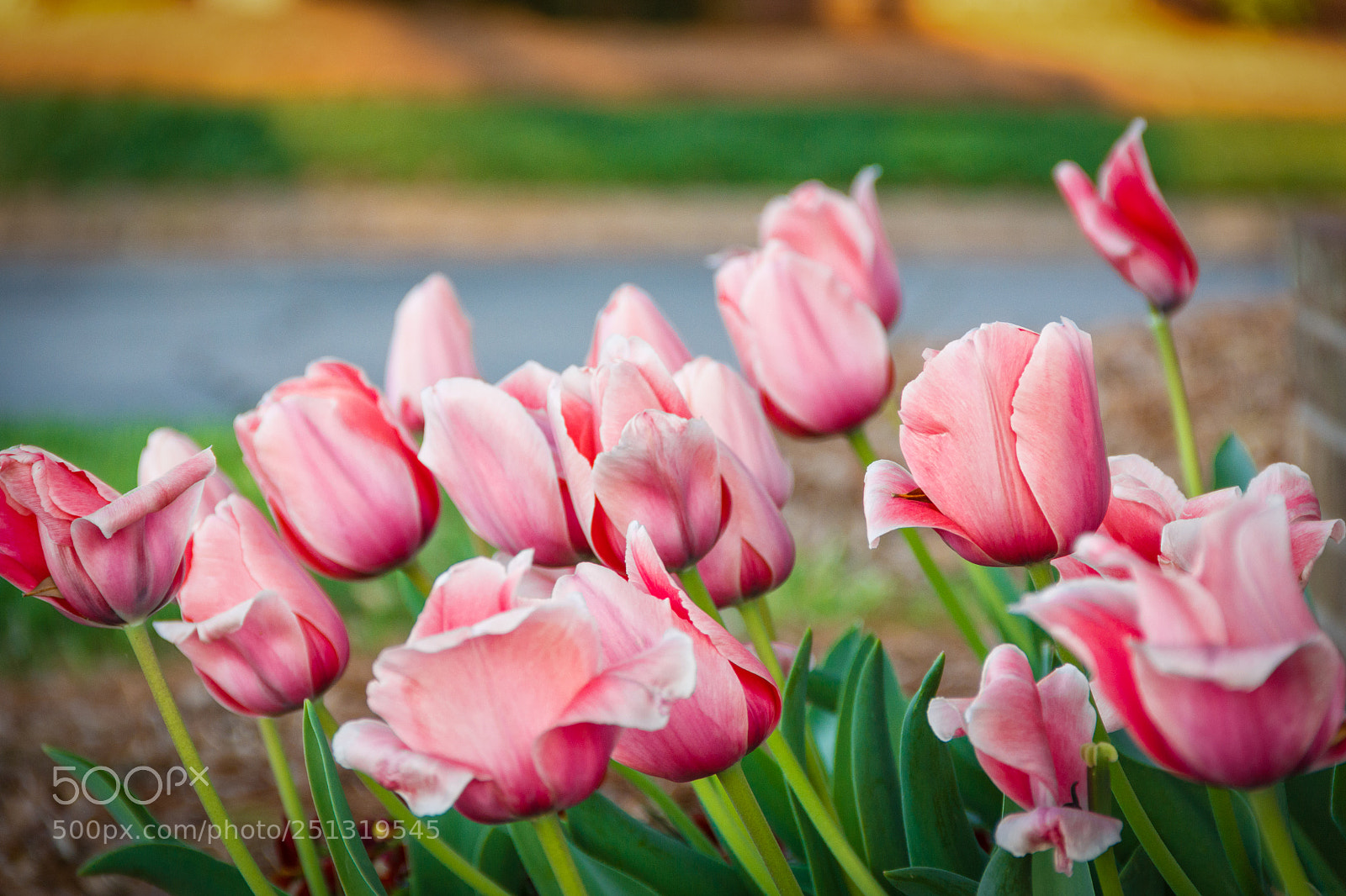 Canon EOS 60D sample photo. Pink tulips photography