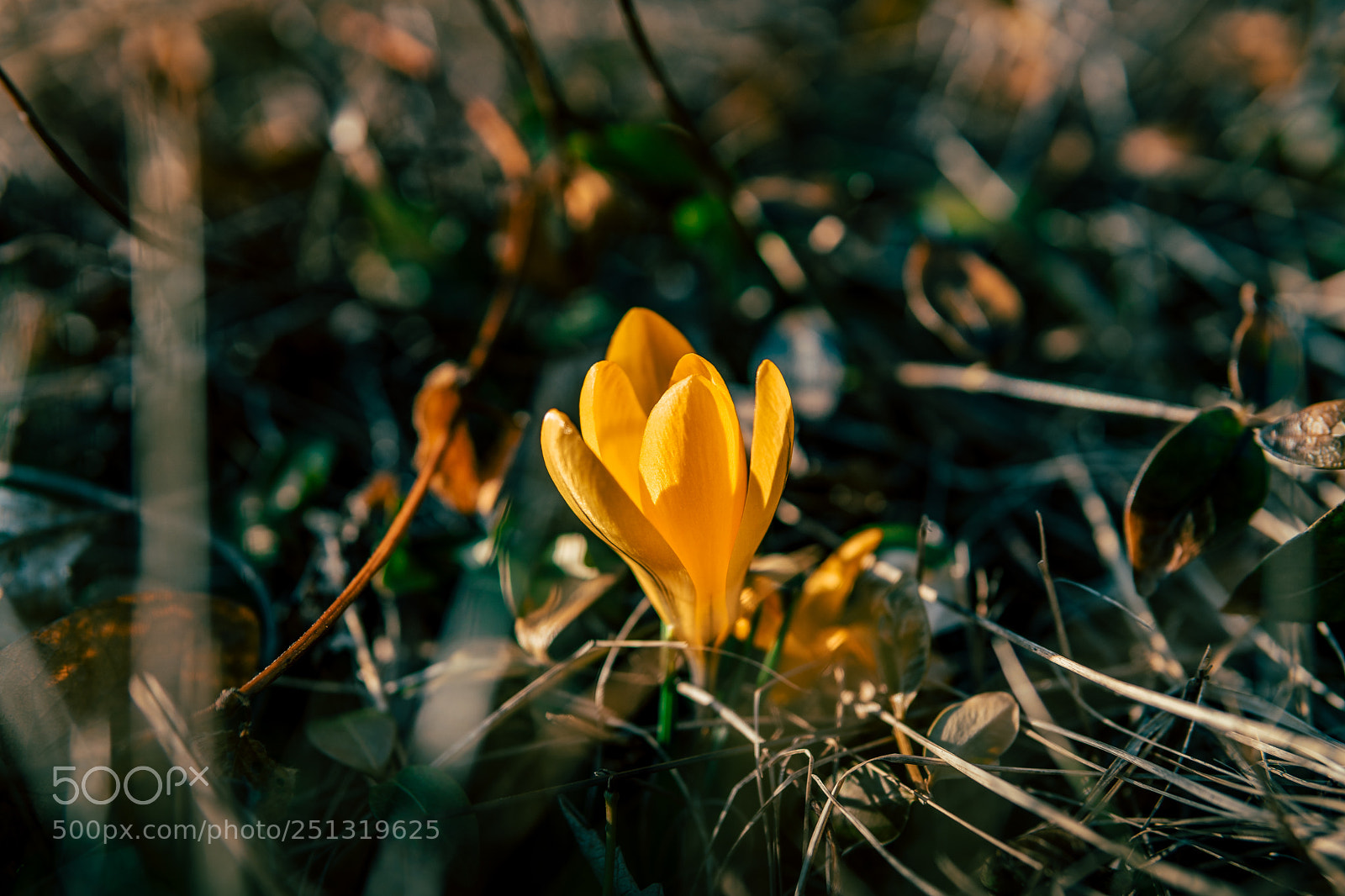 Sony a6300 sample photo. Crocus photography