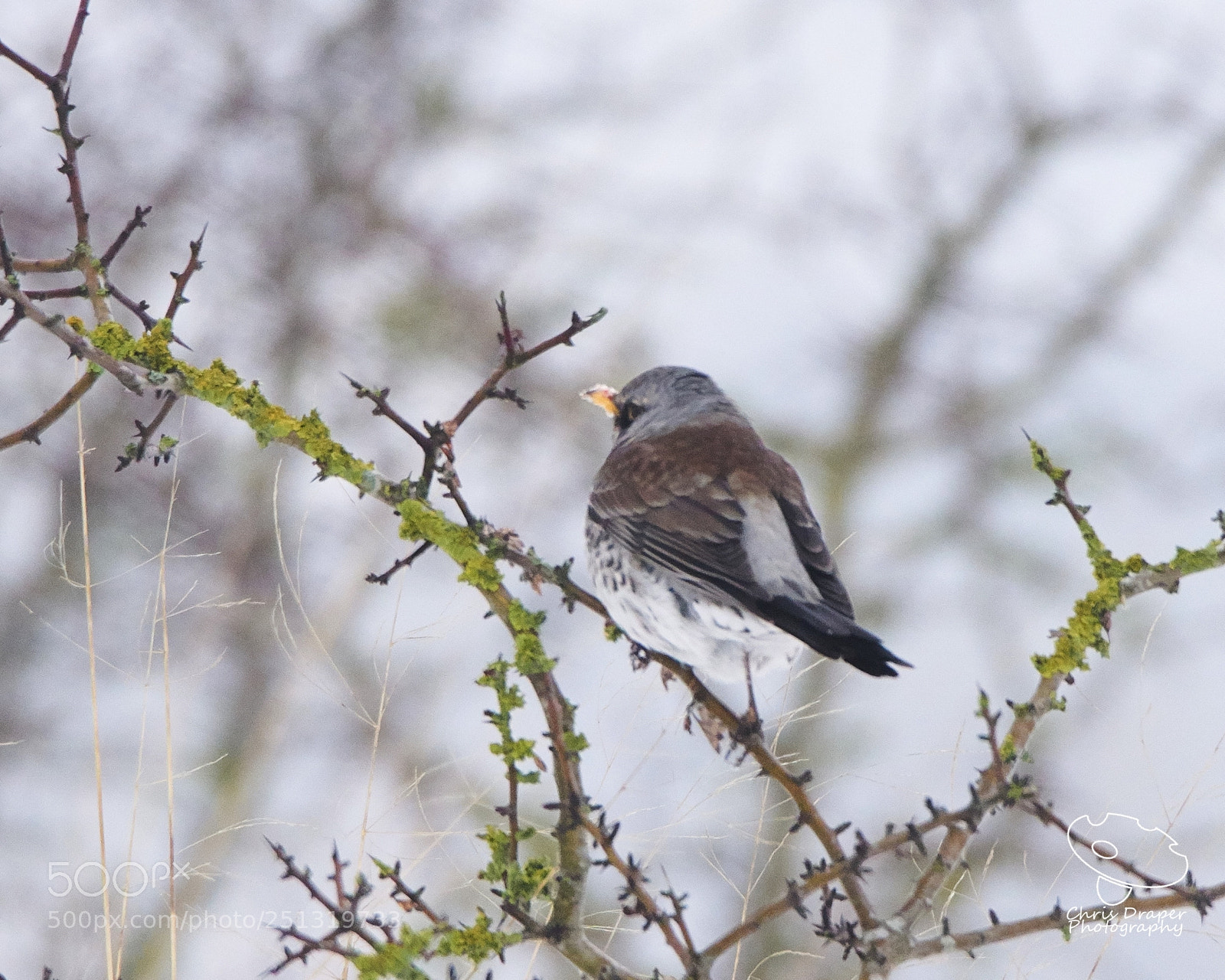 Sony ILCA-77M2 sample photo. Fieldfare photography