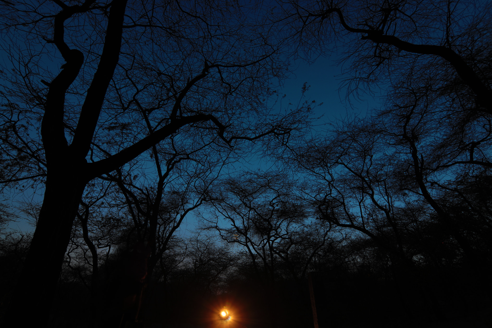 Canon EOS 5D Mark IV sample photo. City forest photography