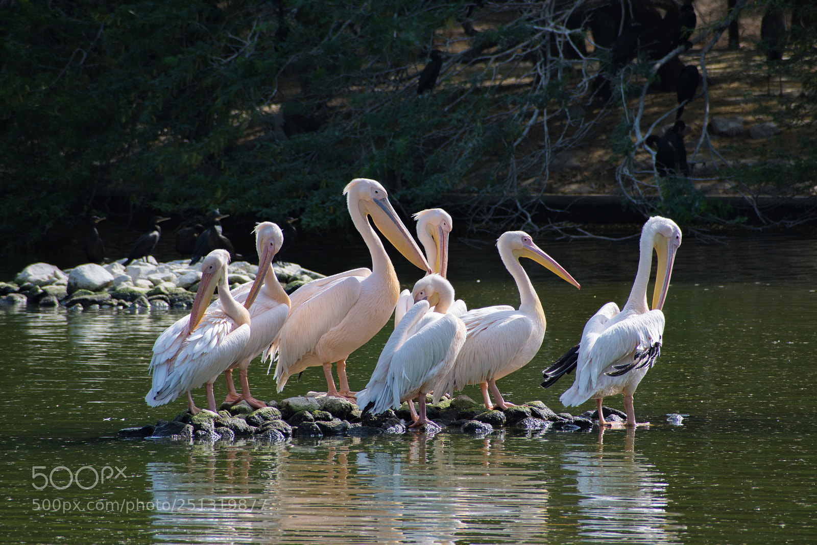 Nikon D7200 sample photo. A gang of great photography