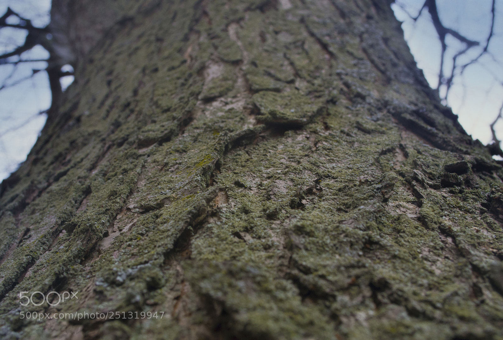 Nikon D3100 sample photo. Tree photography